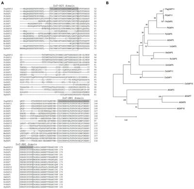 Knockdown of PagSAP11 Confers Drought Resistance and Promotes Lateral Shoot Growth in <mark class="highlighted">Hybrid Poplar</mark> (Populus alba × Populus tremula var. glandulosa)